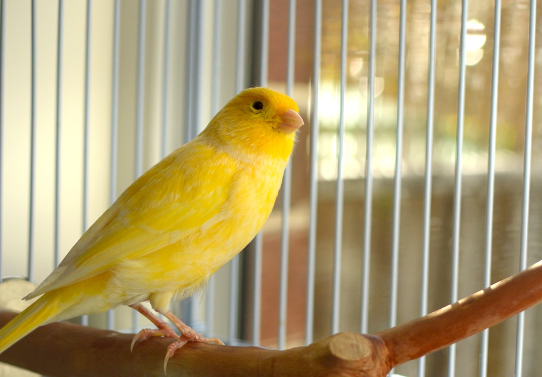 Bitcoin Mixer Warrant Canary: Protecting Your Privacy in Crypto