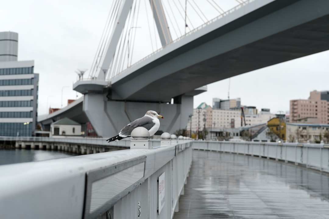 Cross-Chain Bridges and Privacy: Navigating the Future of Decentralized Finance