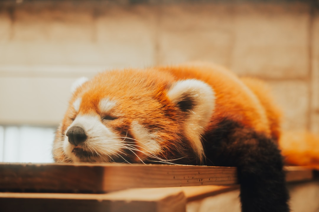 Firefox Privacy Boost: How to Protect Your Crypto Transactions