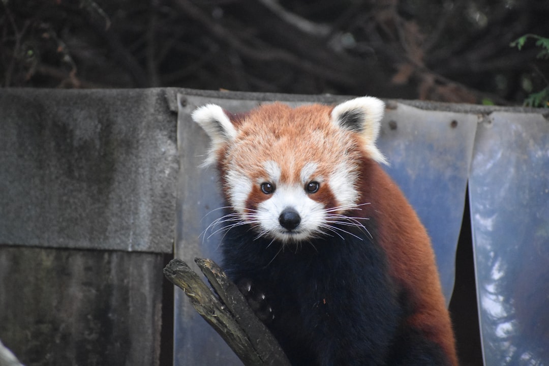 Firefox Privacy Enhancements: Securing Your Crypto Transactions