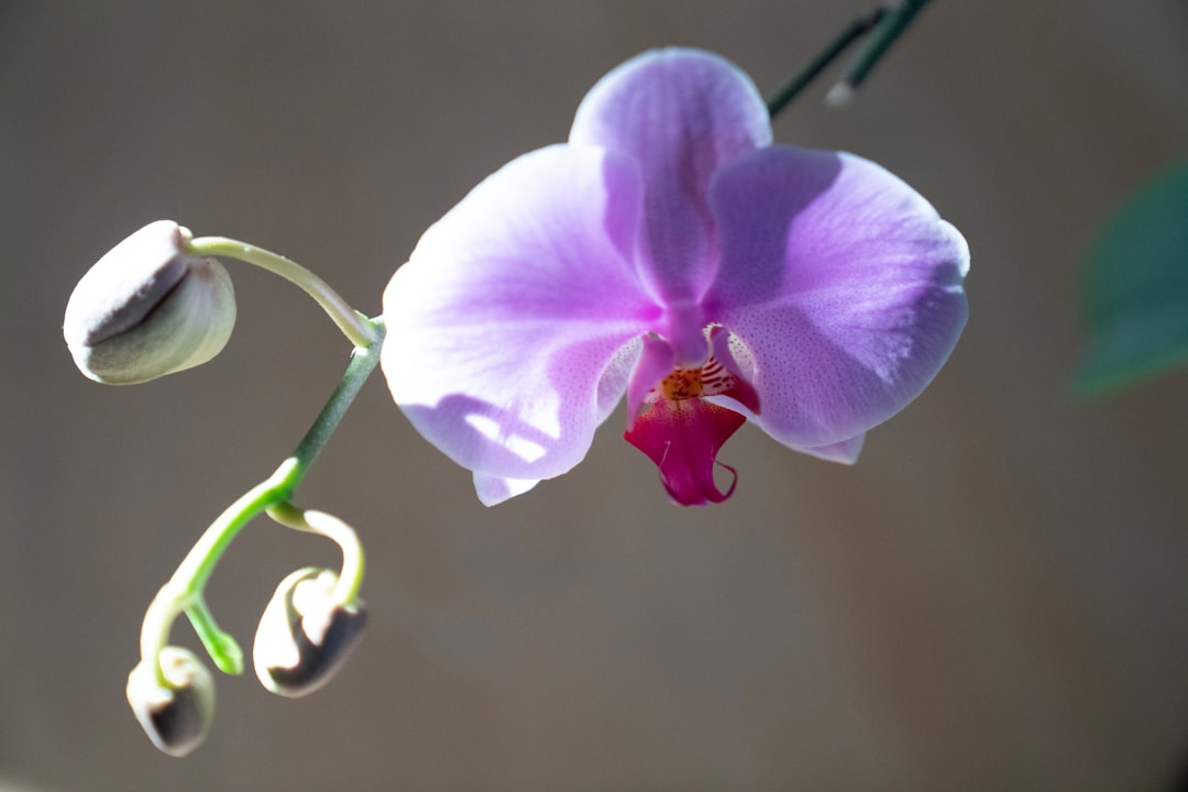 Understanding Orchid VPN Protocol: A Deep Dive into Decentralized Privacy