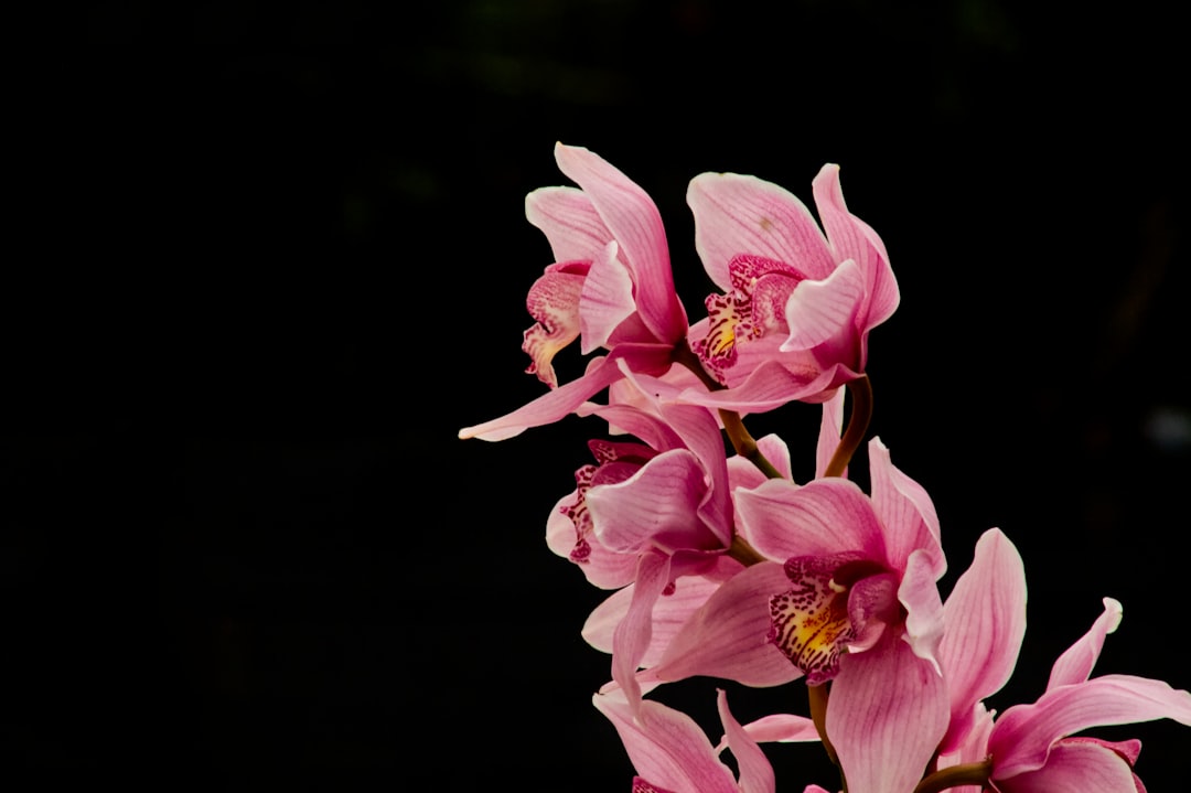 Understanding Orchid VPN Protocol: A Deep Dive into Decentralized Privacy